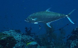 Thailand 2015 - Ko Tao - Carangue Sauteur talang - Scomberoides commersonanus _IMG_3565_rc